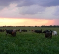 krusen-grass-cattle-09