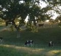 krusen-grass-cattle-13