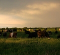 krusen-grass-cattle-01