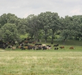 krusen-grass-cattle-03