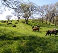 krusen-grass-cattle-06