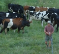 krusen-grass-cattle-14