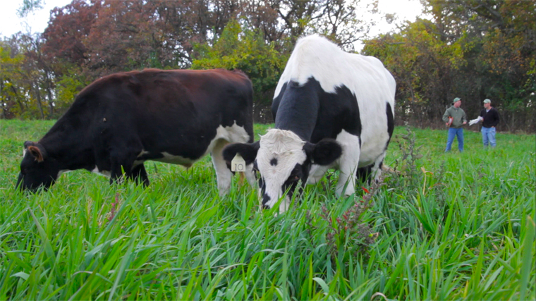 beef-organic-grass-fed-cows